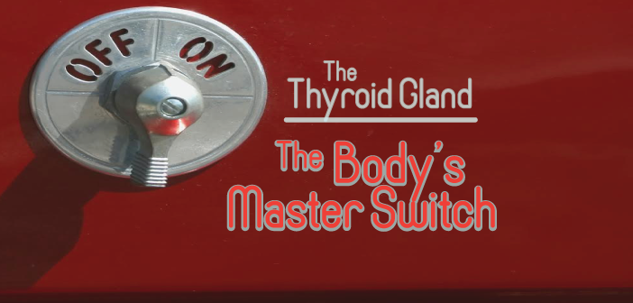 The-Thyroid-Gland-Is-The-Body's-Master-Switch