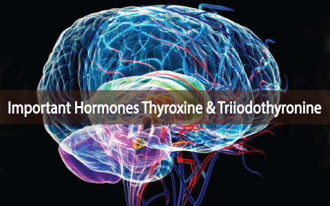 Important-Hormones-Thyroxine-And-Triiodothyronine
