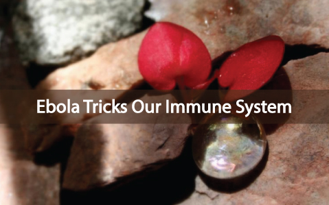 Our-Immune-System-And-The-Ebola-Virus