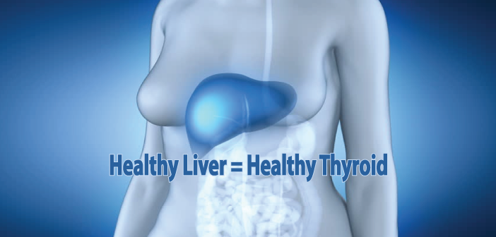 A-Healthy-Liver-Depends-On-A-Health-Thyroid-Gland