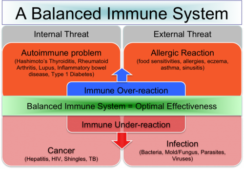 Th1-Th2-And-The-Connection-To-A-Balanced-Immune-System-thyroid-nation