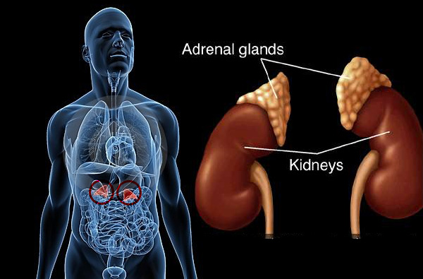 hormone released by the adrenal glands during vigorous exercise