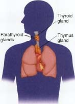 What-Are-The-T-Regulatory-Cells-Roles-In-Thyroid-Disease