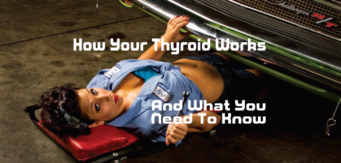 How-Your-Thyroid-Works-And-Things-You-Need-To-Know