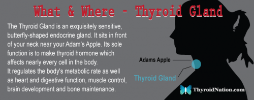 What-Is-Thyroid-Gland